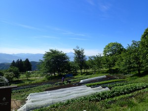 富士山を望む農園