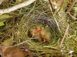 プランターの寄せ植えの植木の中に巣があって、産まれたばかりの雛がいました。
