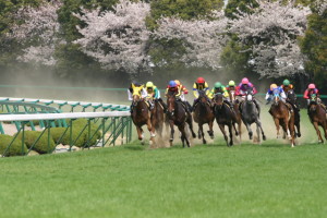 桜花賞2015