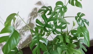 モンステラ全体2