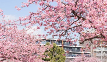 Clear blue sky and apartment and cherry blossoms in full bloom