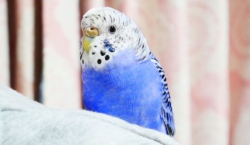 ぴーすけ1