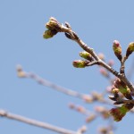 もうすぐ1年、私の業務と働き方の変化