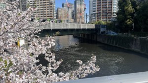 桜と目黒川の風景