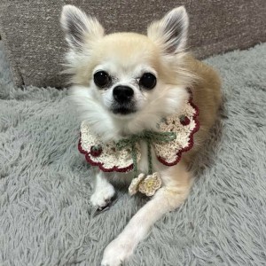 犬用のスタイを編みました